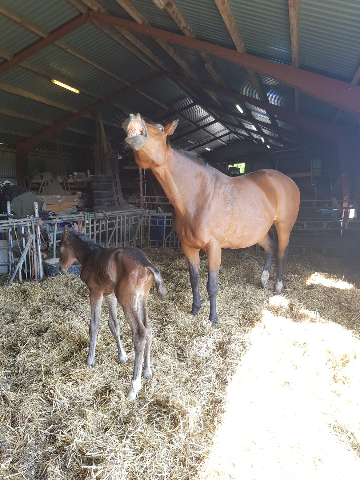 Dansk Varmblod Mahalo billede 18