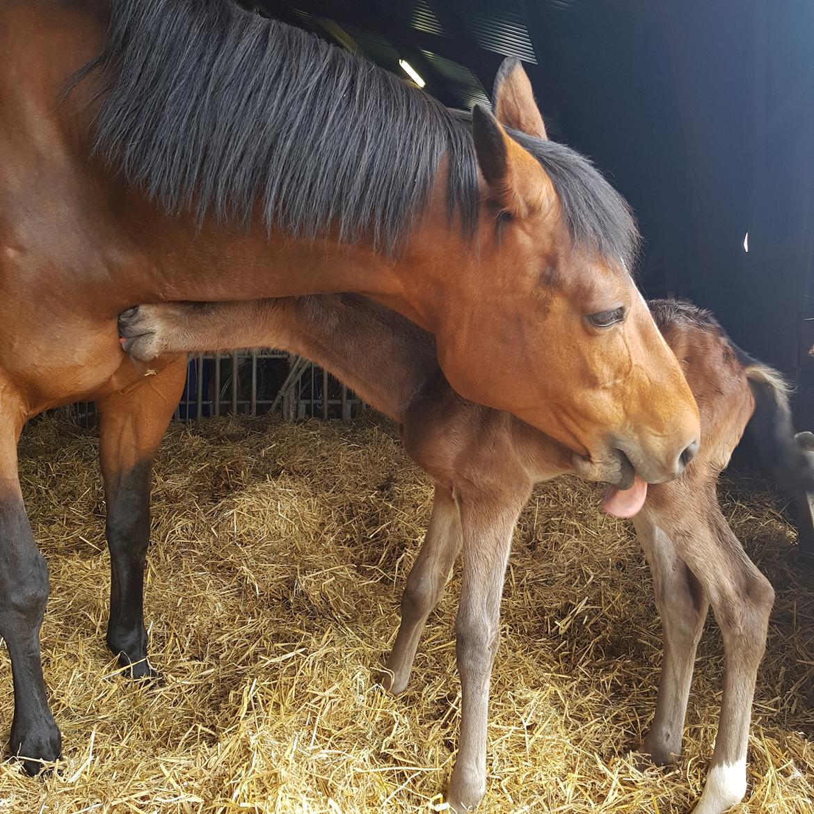 Dansk Varmblod Mahalo billede 19