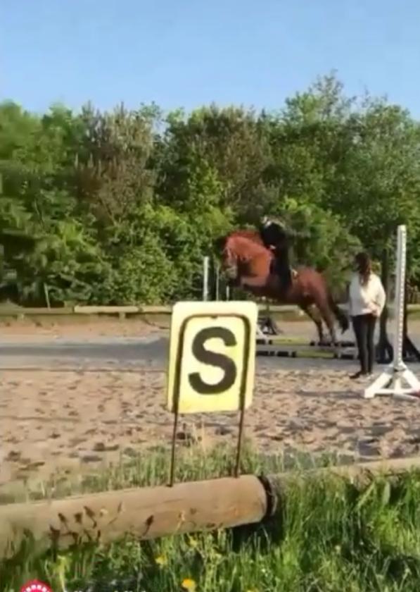 Anden særlig race Balu - This is what overthinking looks like xD Springet er måske 20 cm billede 7