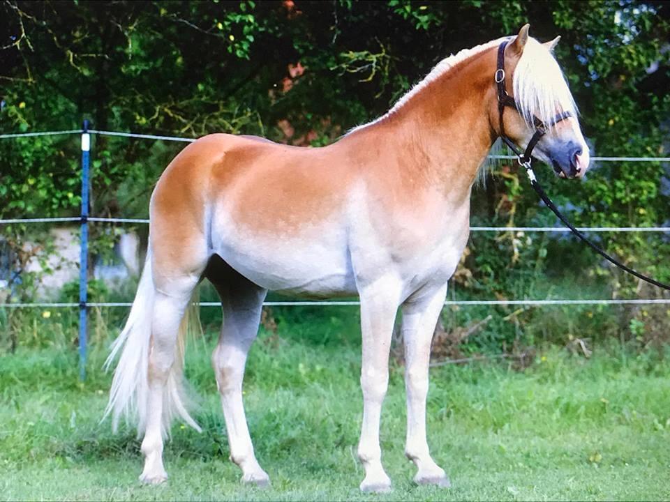 Haflinger Sterntänzer billede 2