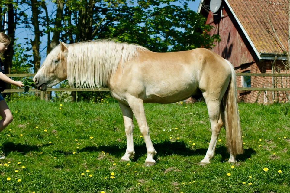 Haflinger Sterntänzer billede 4