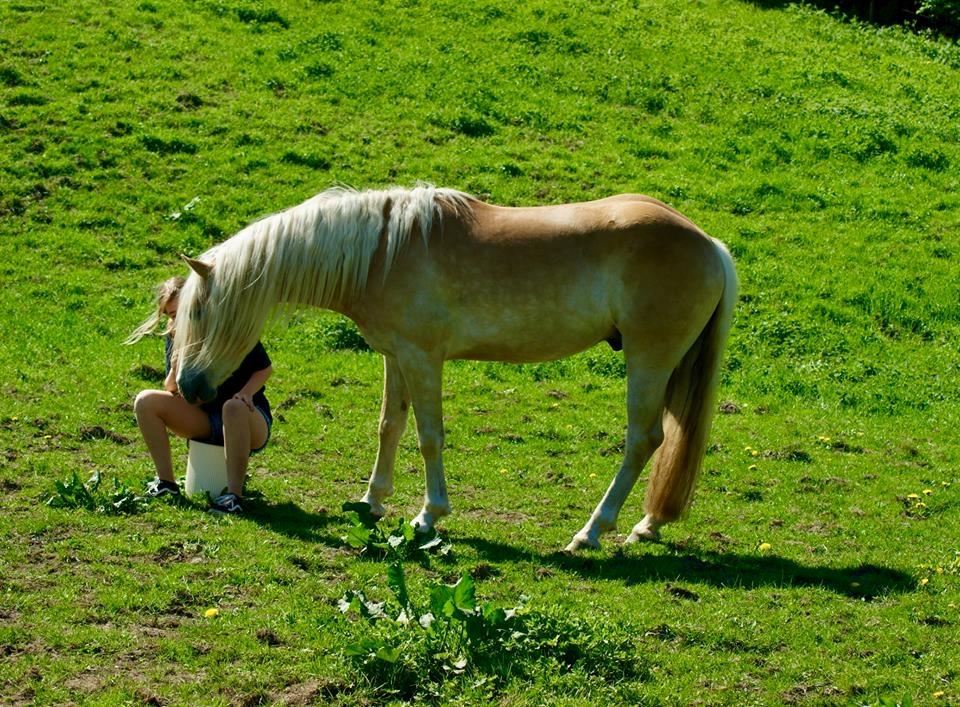 Haflinger Sterntänzer billede 5