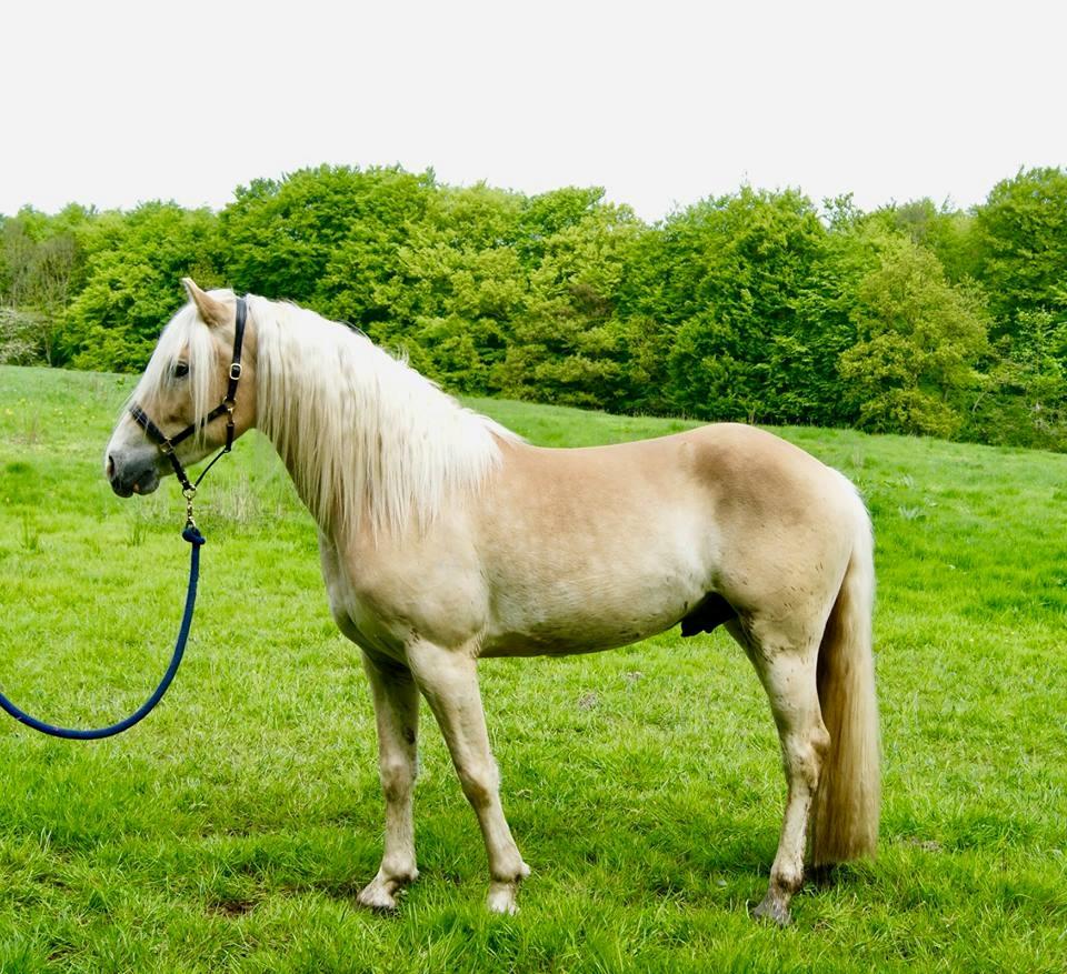 Haflinger Sterntänzer billede 6