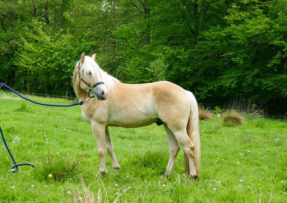 Haflinger Sterntänzer billede 7