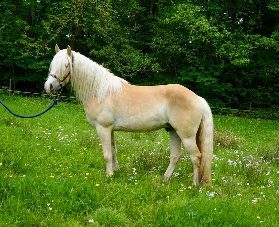 Haflinger Sterntänzer billede 8