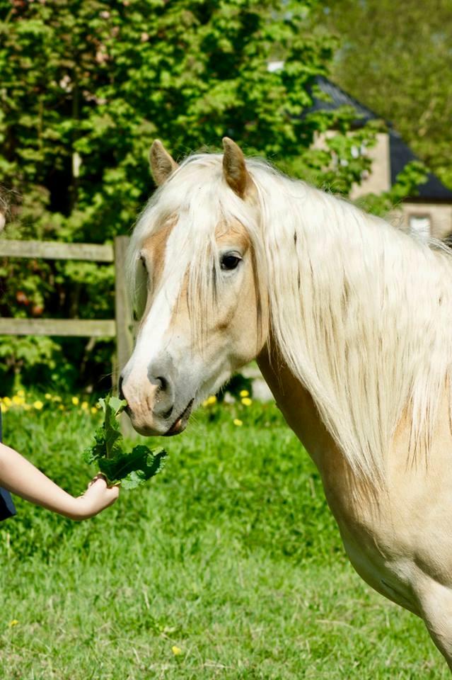 Haflinger Sterntänzer billede 9