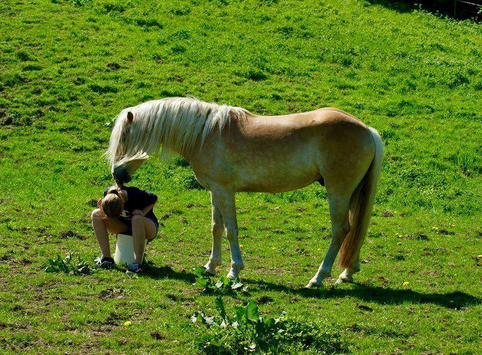 Haflinger Sterntänzer billede 10