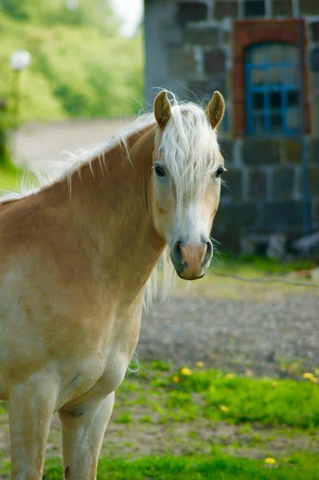 Haflinger Sterntänzer billede 3