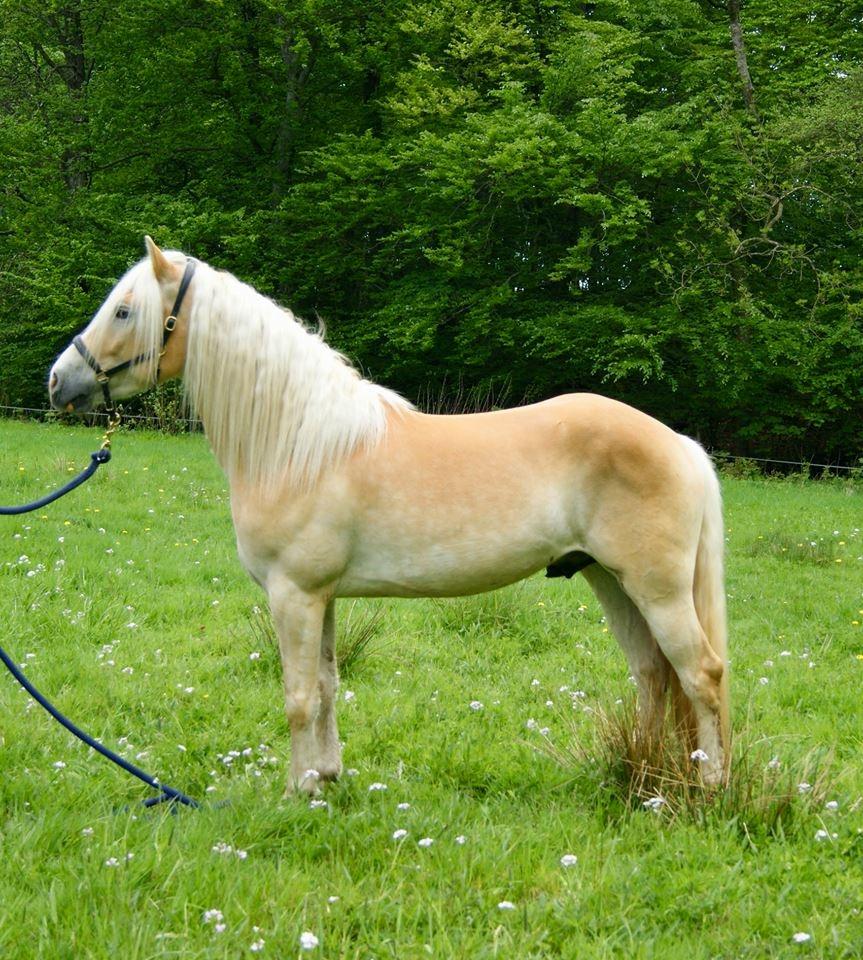 Haflinger Sterntänzer billede 11