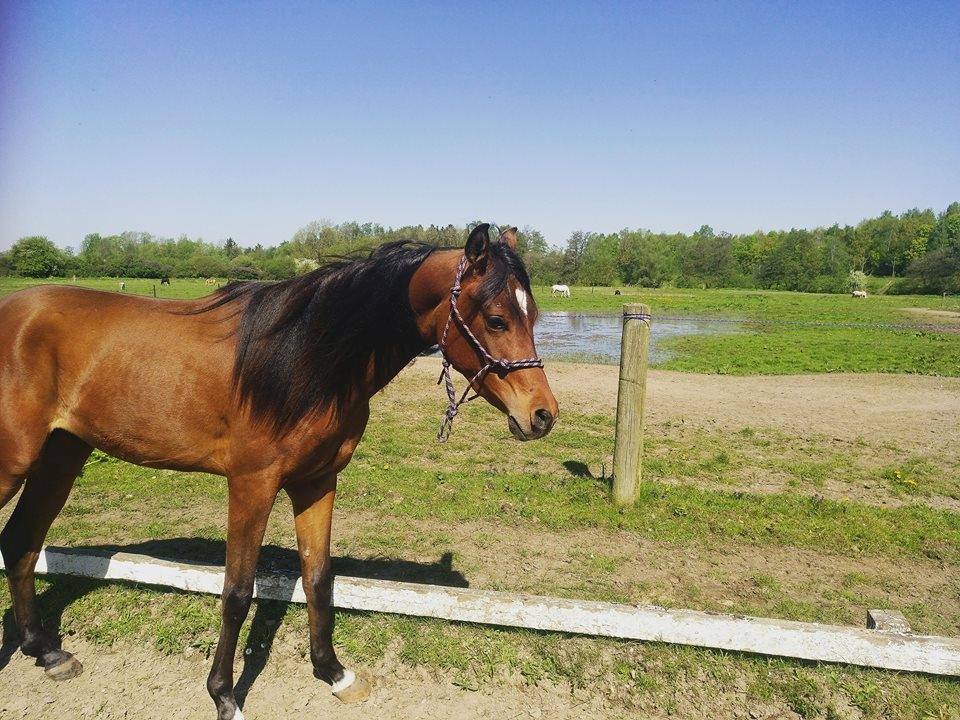 Arabisk fuldblod (OX) Fe rashid ox billede 1