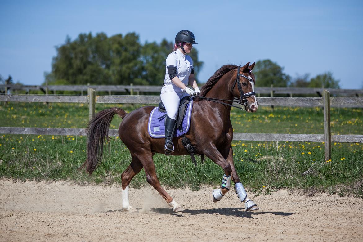 Sportsaraber (A) Bashir billede 17