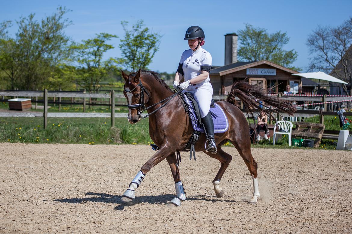 Sportsaraber (A) Bashir billede 3