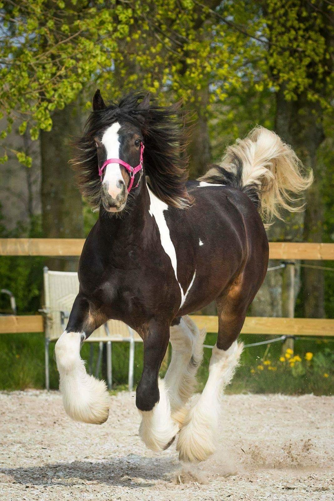 Drumhorse Princess Darling Daisy Day  - Drumhorse filly Princess Darling Daisy Day of Drumhorse Stable Denmark  billede 2