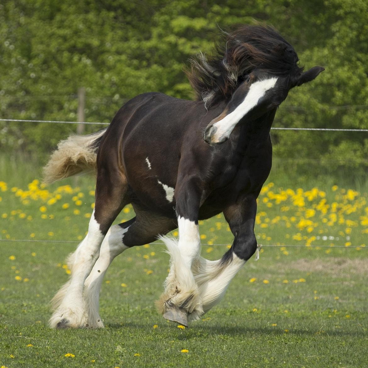Drumhorse Princess Darling Daisy Day  - Drumhorse filly Princess Darling Daisy Day 1 år  billede 5