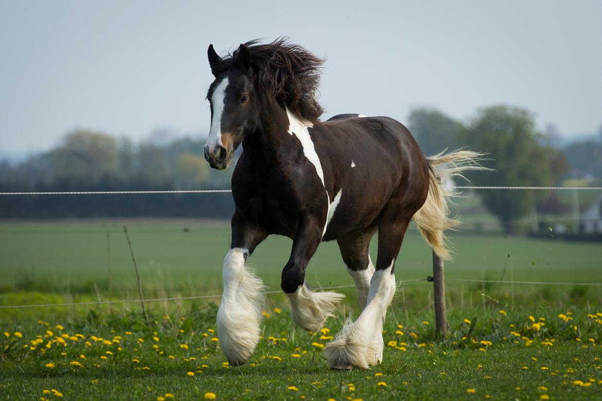 Drumhorse Princess Darling Daisy Day  billede 8
