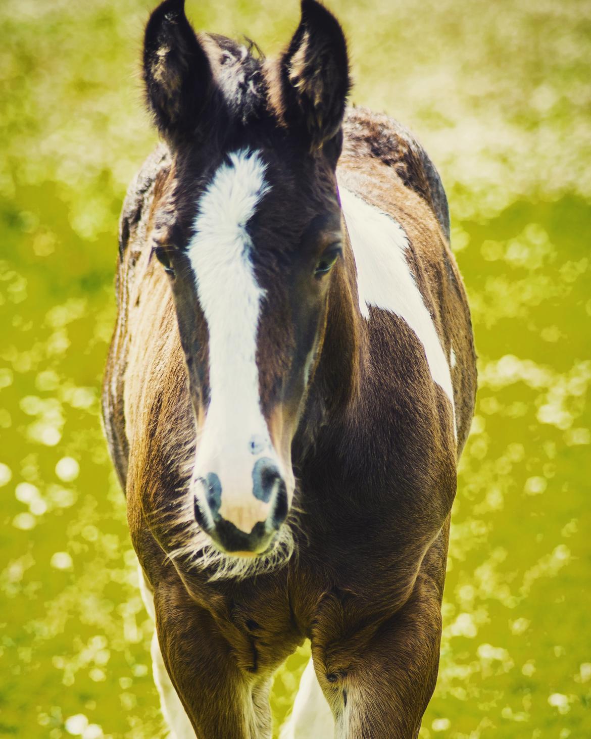 Drumhorse Princess Darling Daisy Day  billede 22