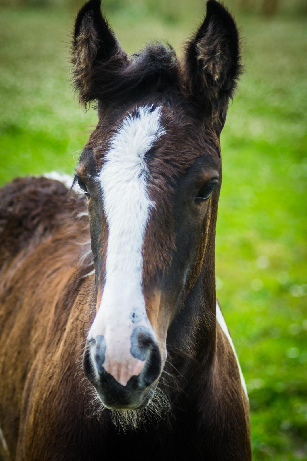 Drumhorse Princess Darling Daisy Day  billede 24