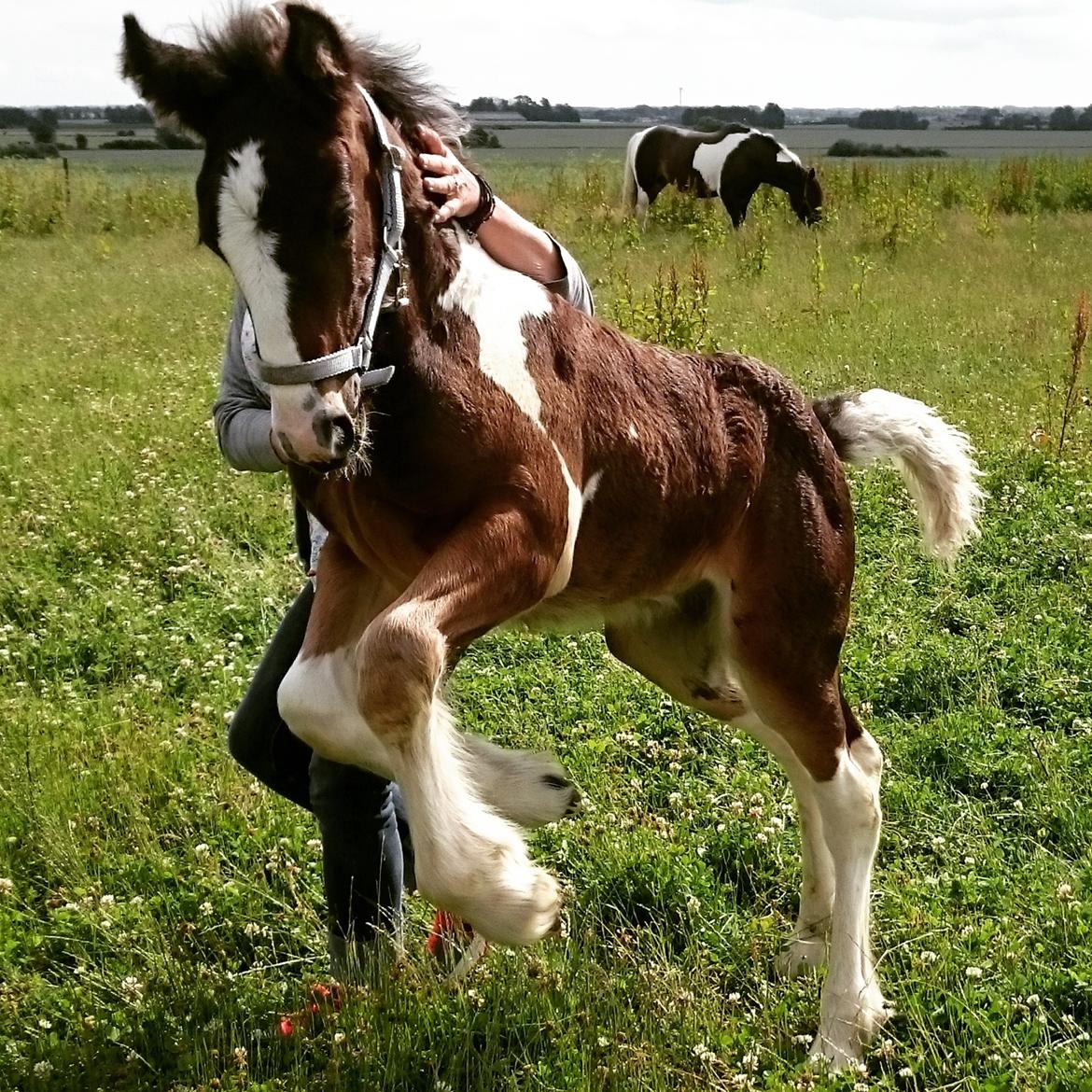 Drumhorse Princess Darling Daisy Day  billede 25