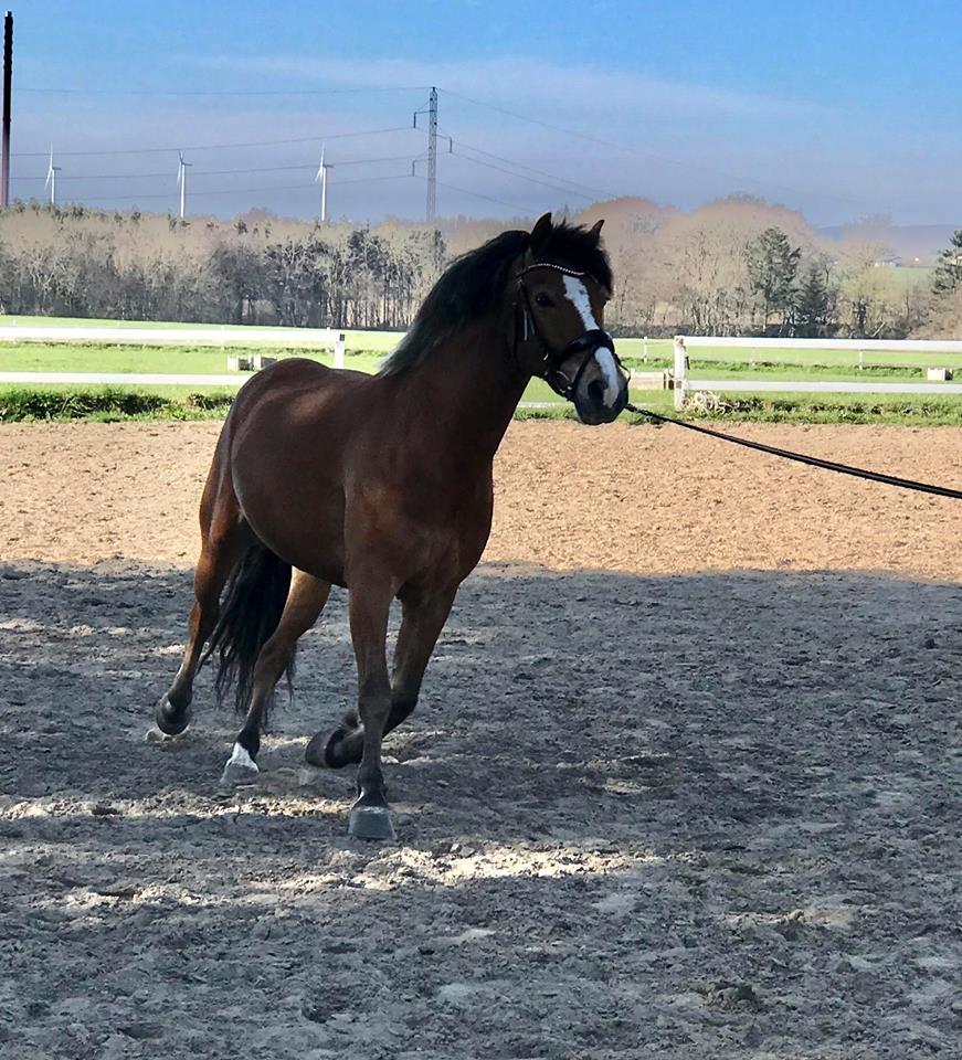 Anden særlig race Kasmir billede 3