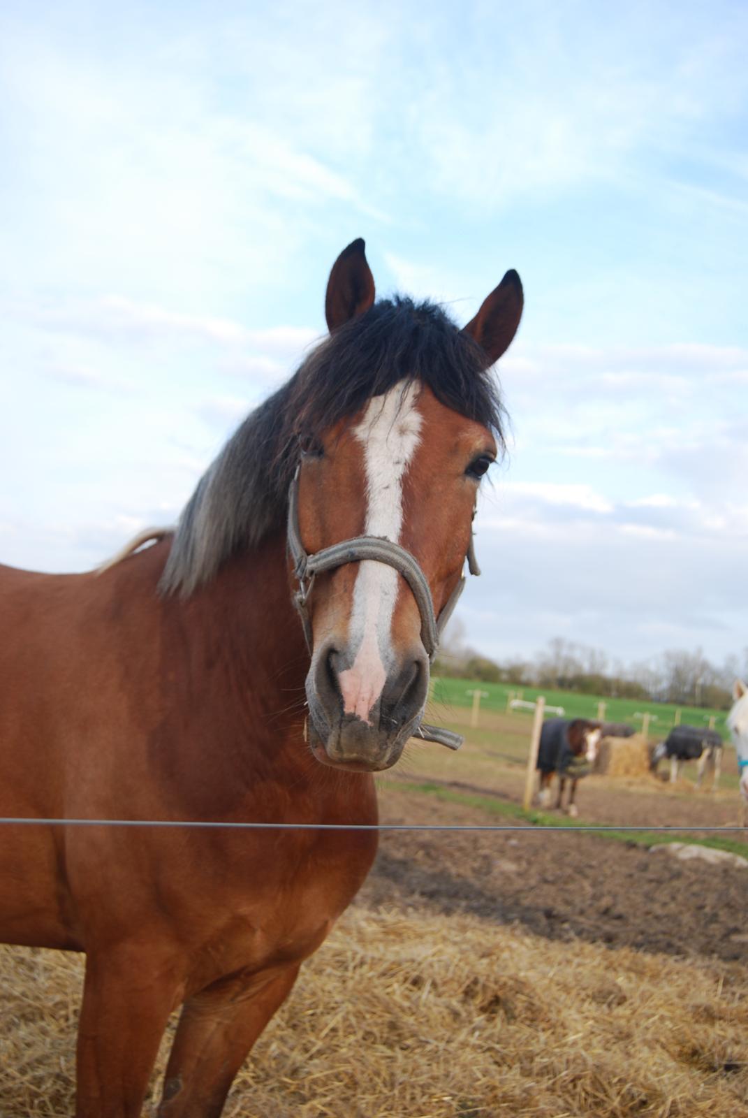 Anden særlig race Kasmir billede 10