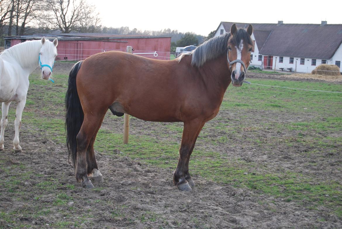 Anden særlig race Kasmir billede 11