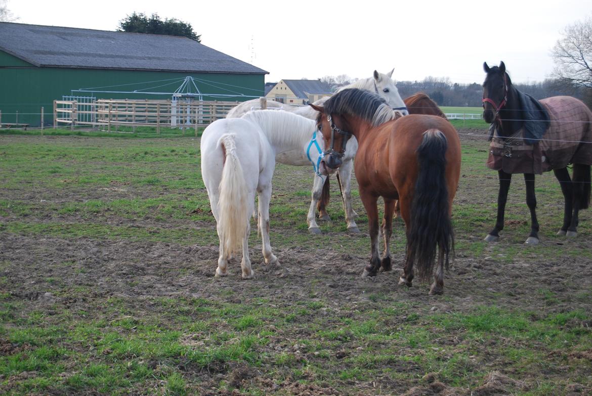 Anden særlig race Kasmir billede 12