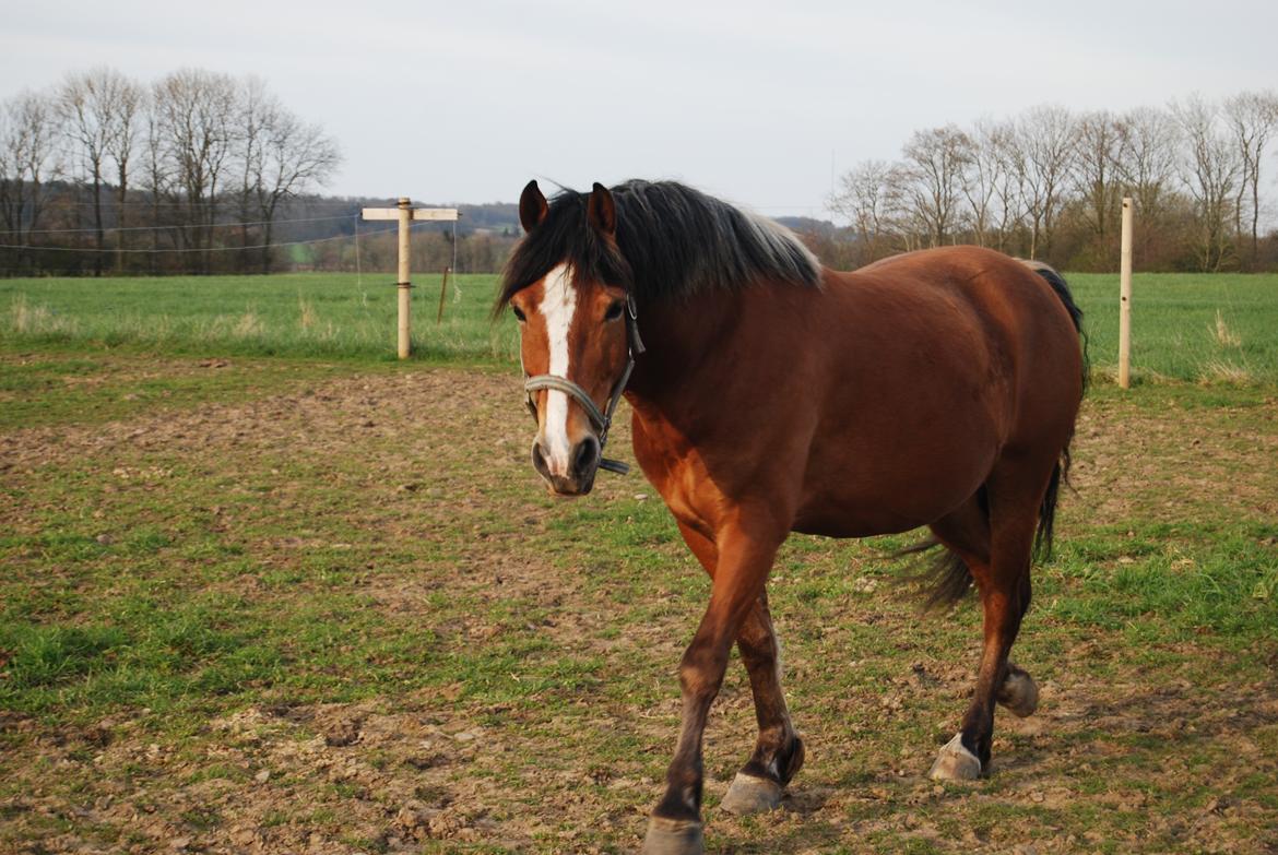 Anden særlig race Kasmir billede 13