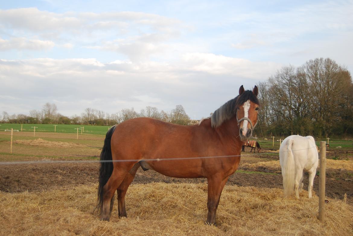 Anden særlig race Kasmir billede 14