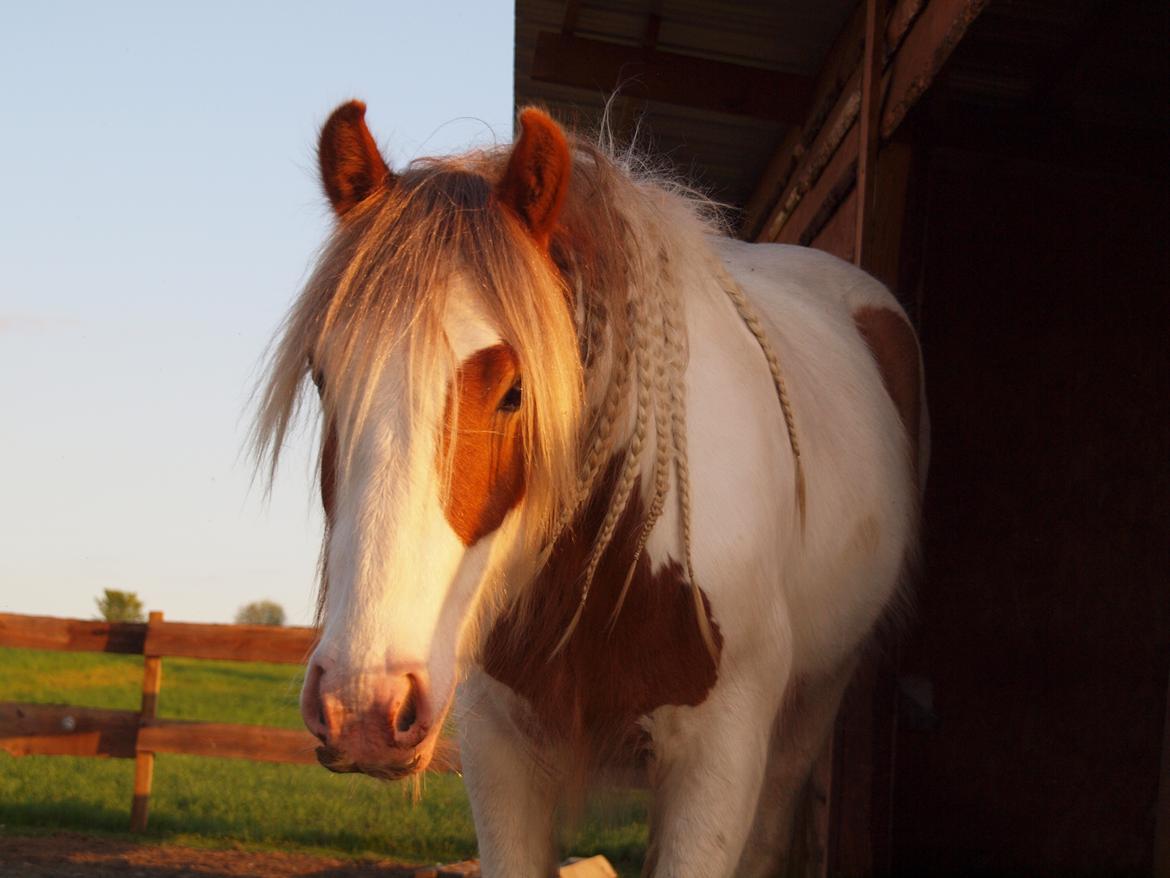 Irish Cob Nydal's Spencer - 11/05/18 smukke Spencer i aftensolen. billede 12