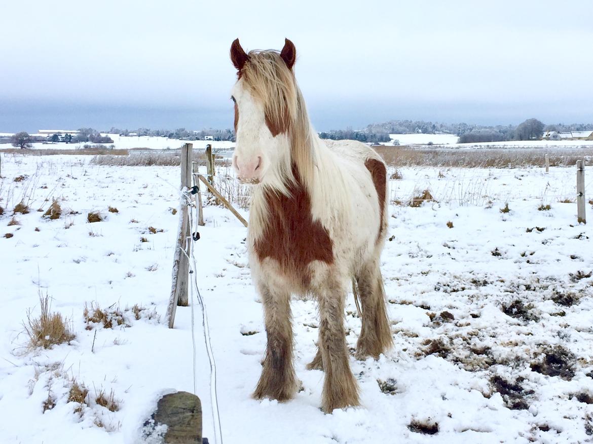 Irish Cob Nydal's Spencer - 09/03/18 billede 14