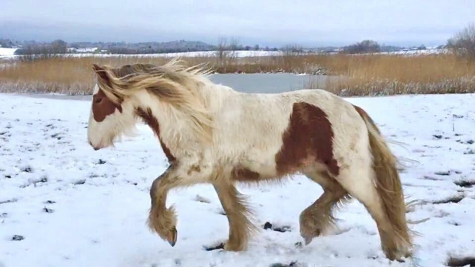 Irish Cob Nydal's Spencer - 09/03/18 Spencers lækre trav! billede 15