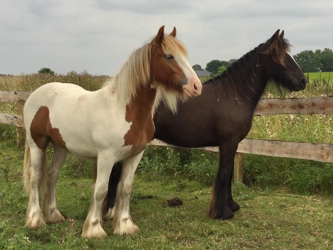 Irish Cob Nydal's Spencer - 17/08/17 billede 16