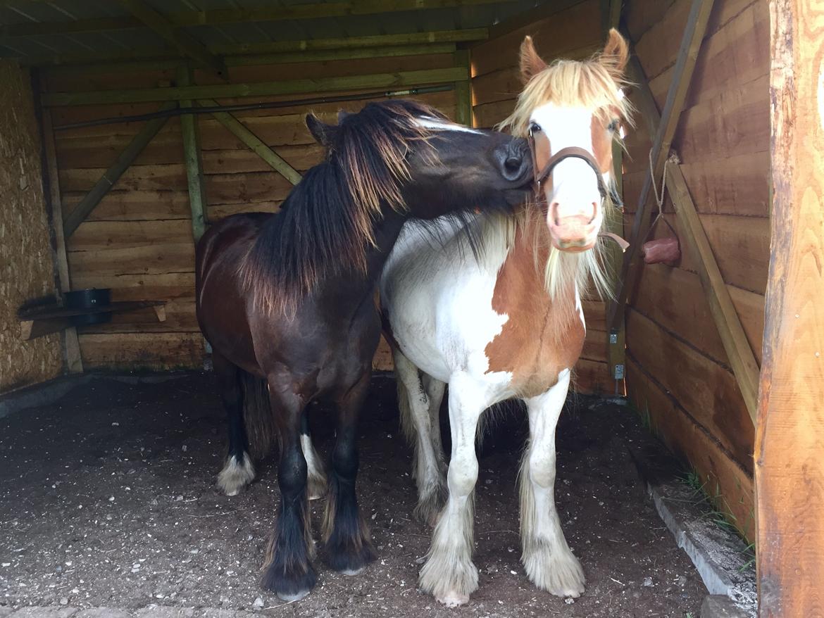 Irish Cob Nydal's Spencer - 24/06/17 Spencer får lige et kys af Sorcas. billede 17