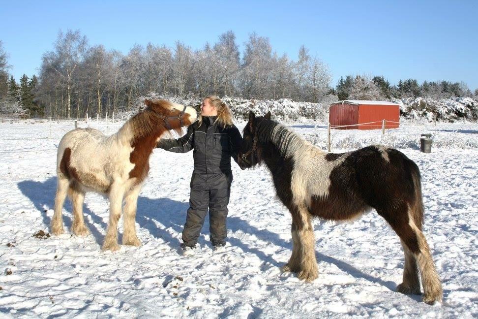 Irish Cob Nydal's Spencer - 15/01/17 mig og Spencer (og Irene, det brunborgede føl) nusser lidt, en kold januar morgen. billede 18