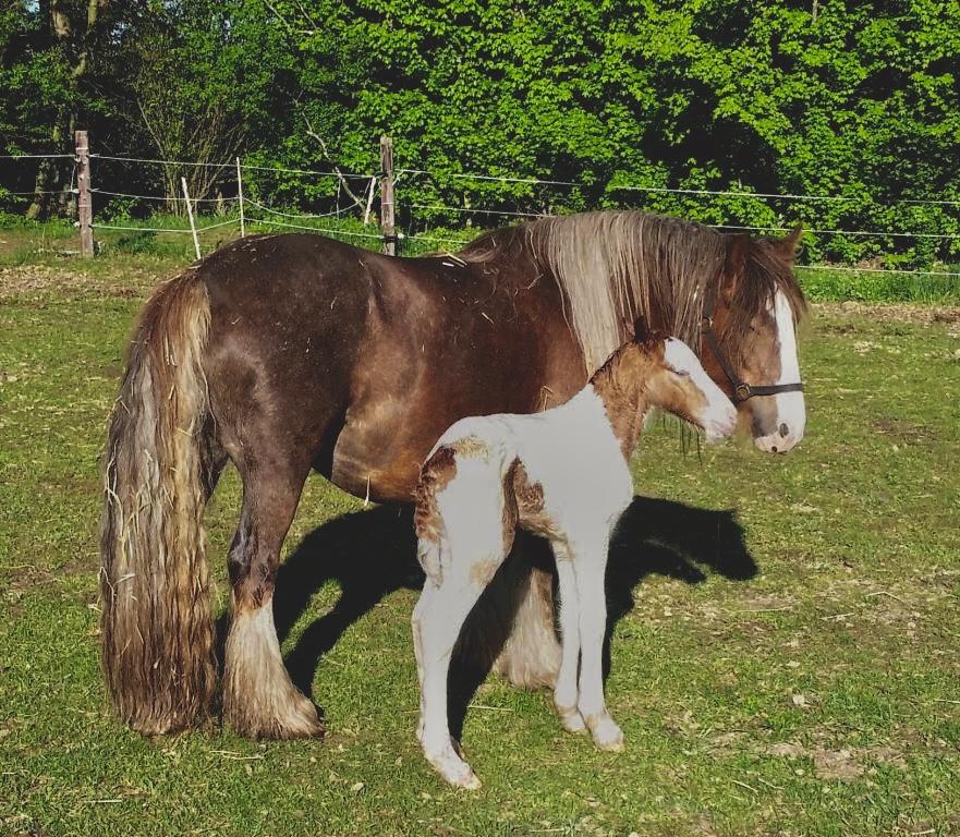 Irish Cob Nydal's Spencer - 18/05/16 Spencer og hans mor, da han kun var 1 time gammel. Billede lånt af avler, Helle Gjørup. billede 20