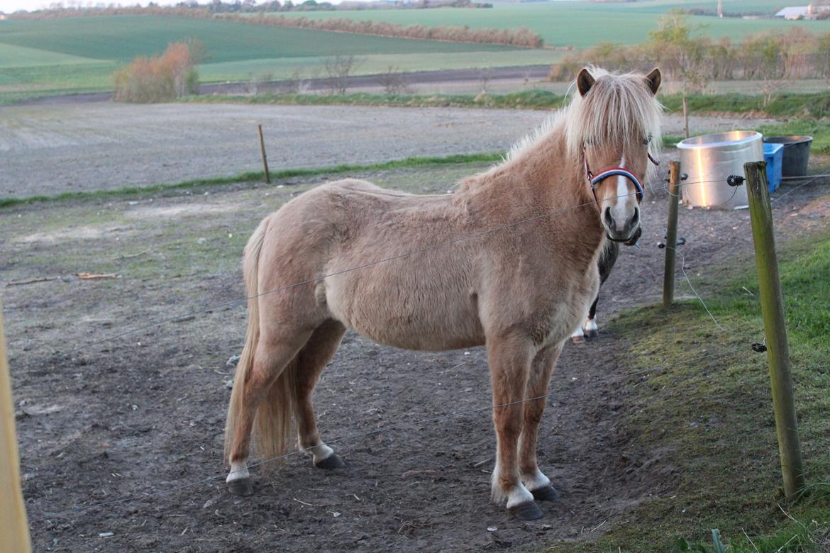 Islænder Sia fra Rivendale billede 7