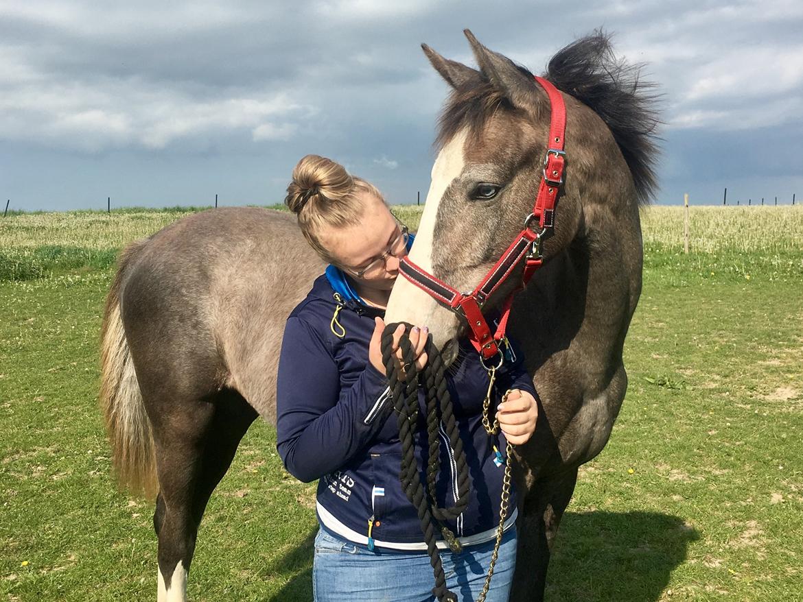 Dansk Varmblod Mayflower billede 17