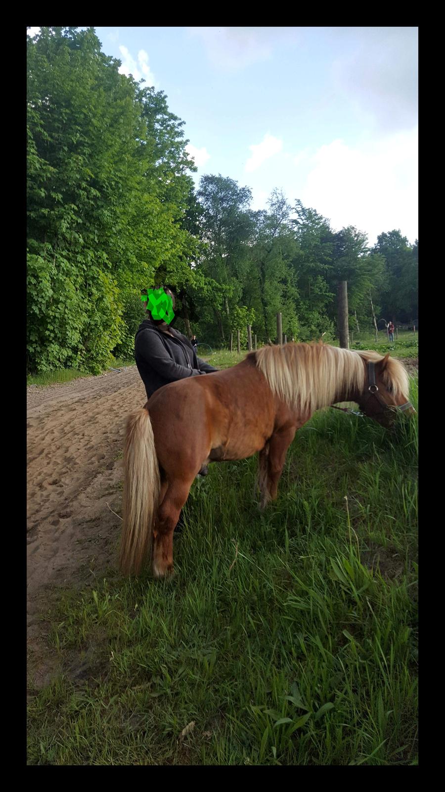 Shetlænder Lukas  himmel hest billede 20