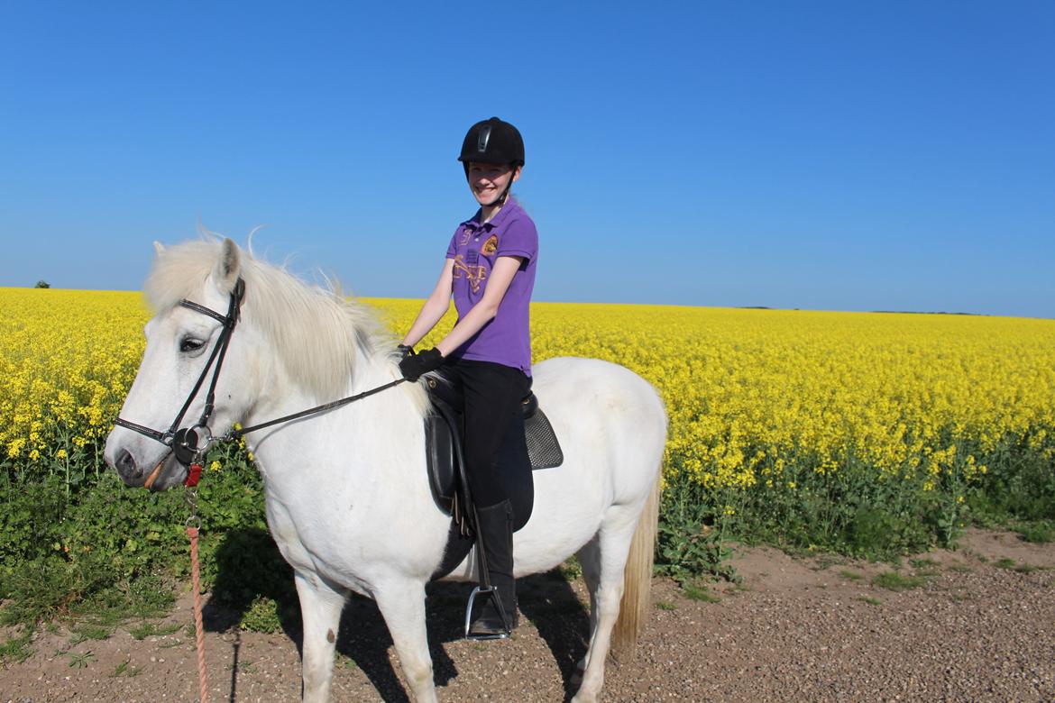 Islænder Sunna fra Tobro Å (Himmelhest) billede 2
