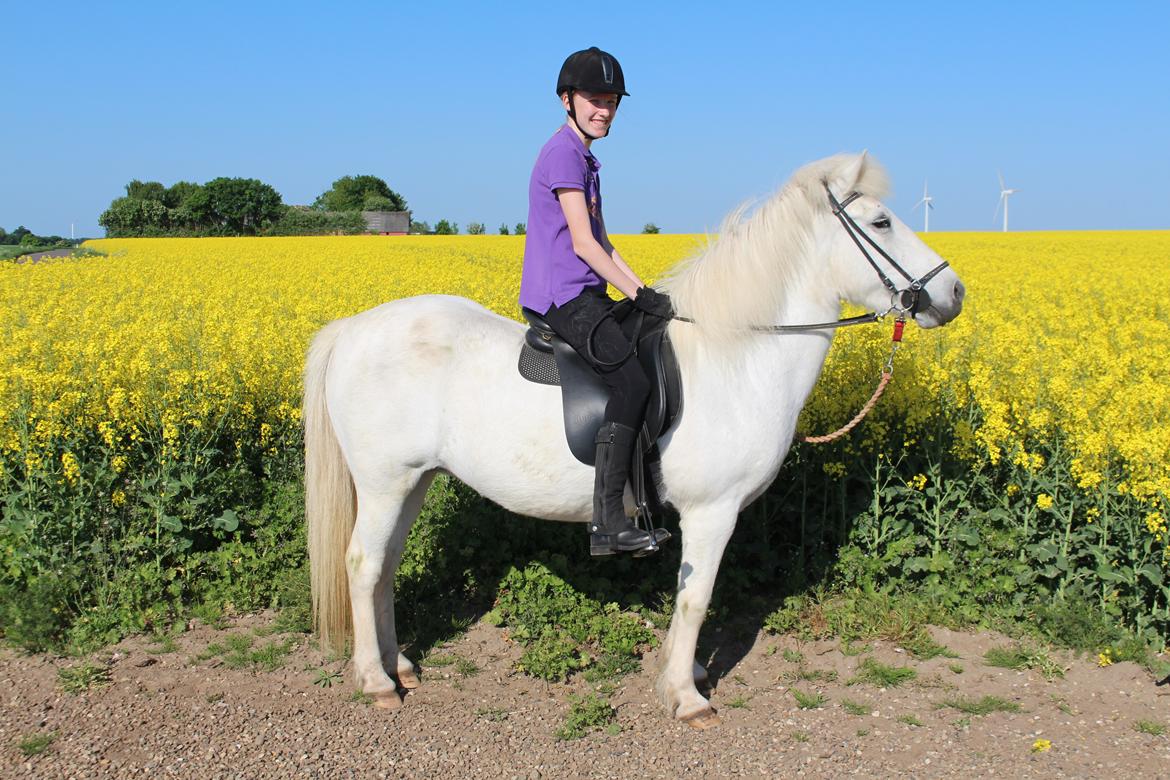 Islænder Sunna fra Tobro Å (Himmelhest) billede 3
