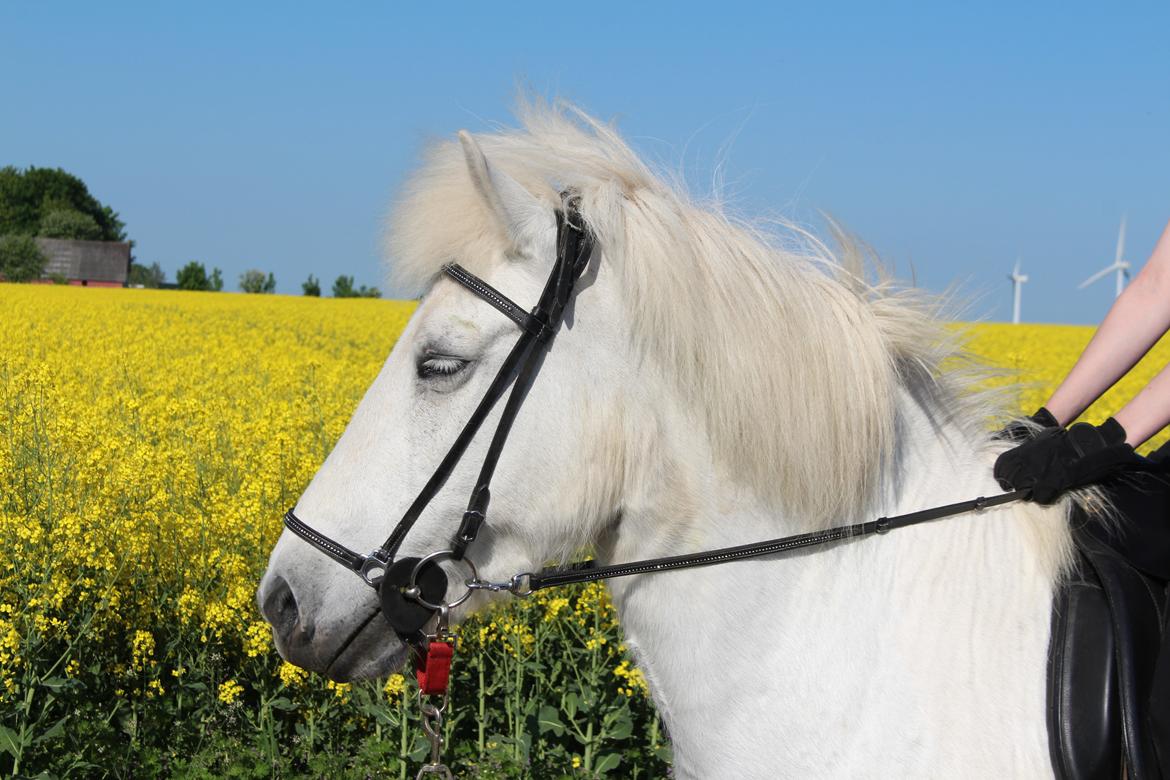 Islænder Sunna fra Tobro Å (Himmelhest) billede 1