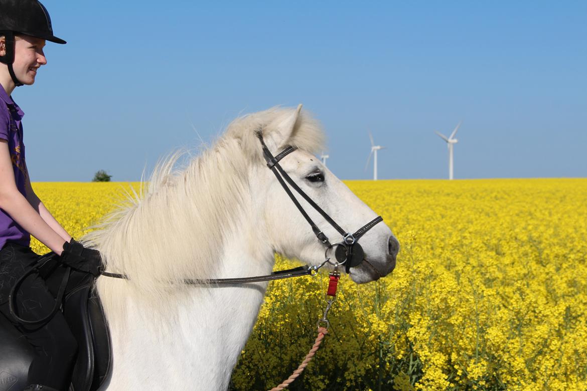 Islænder Sunna fra Tobro Å (Himmelhest) billede 9
