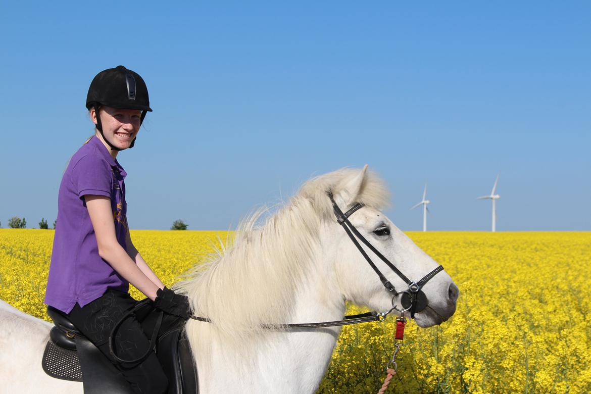 Islænder Sunna fra Tobro Å (Himmelhest) billede 13
