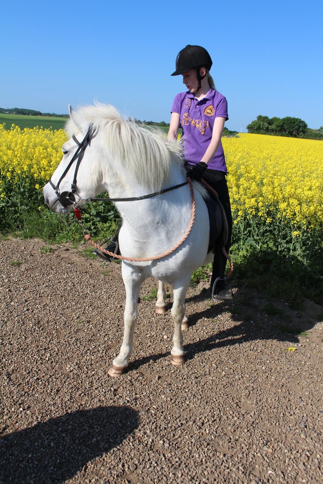 Islænder Sunna fra Tobro Å (Himmelhest) billede 8