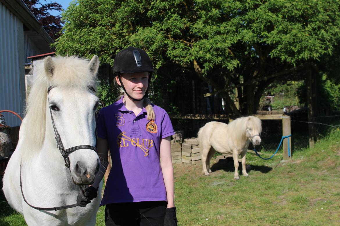 Islænder Sunna fra Tobro Å (Himmelhest) billede 16