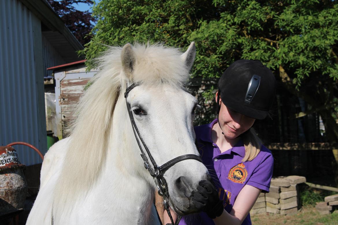 Islænder Sunna fra Tobro Å (Himmelhest) billede 10