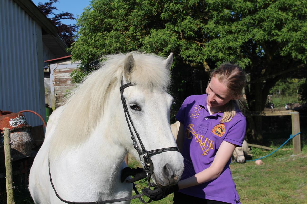 Islænder Sunna fra Tobro Å (Himmelhest) billede 5