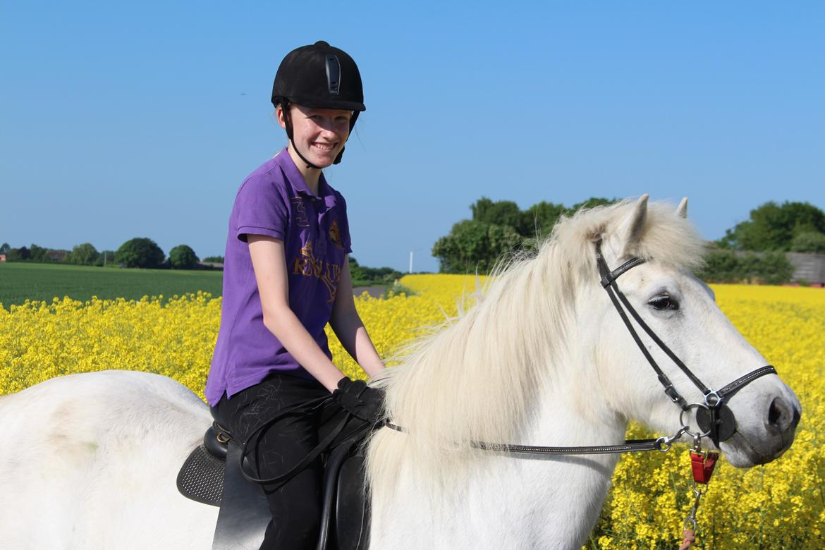 Islænder Sunna fra Tobro Å (Himmelhest) billede 7