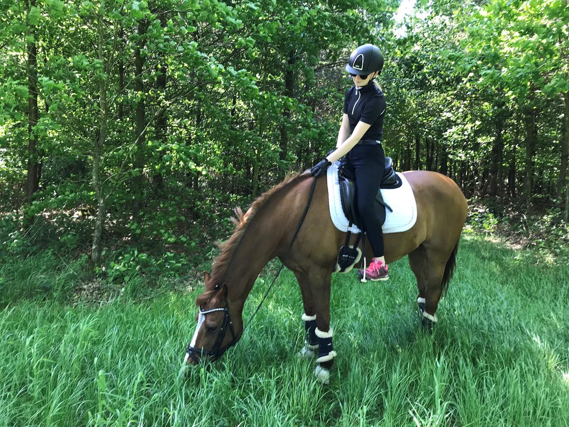 Tysk Sportspony ERF Montana (S-pony) billede 5