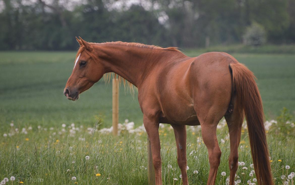 Arabisk fuldblod (OX) Aarupgårds Amina bint charm ox billede 19